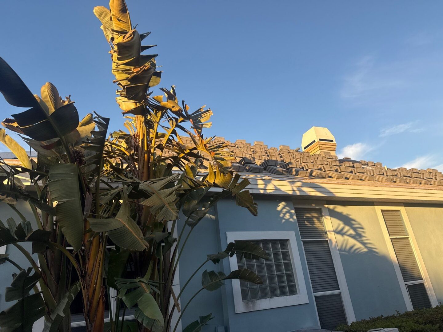 House with tropical plants at sunset